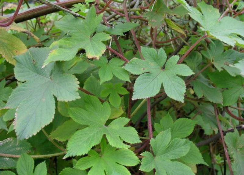 园艺种植葎草拉拉秧割人藤拉拉秧拉拉藤五爪龙葛葎蔓四季绿植