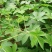园艺种植葎草拉拉秧割人藤拉拉秧拉拉藤五爪龙葛葎蔓四季绿植