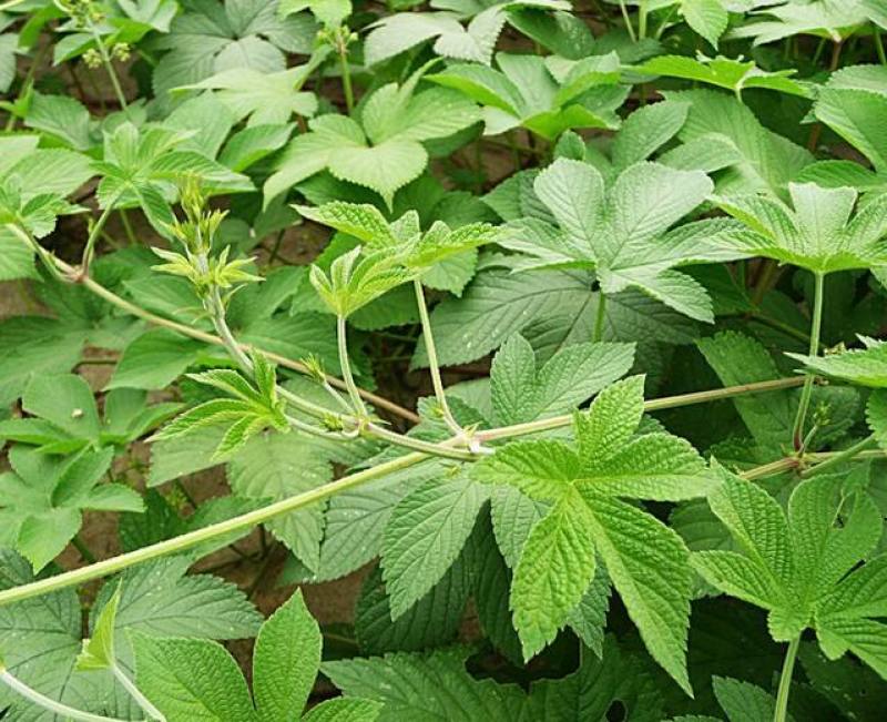 园艺种植葎草拉拉秧割人藤拉拉秧拉拉藤五爪龙葛葎蔓四季绿植