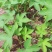 园艺种植葎草拉拉秧割人藤拉拉秧拉拉藤五爪龙葛葎蔓四季绿植