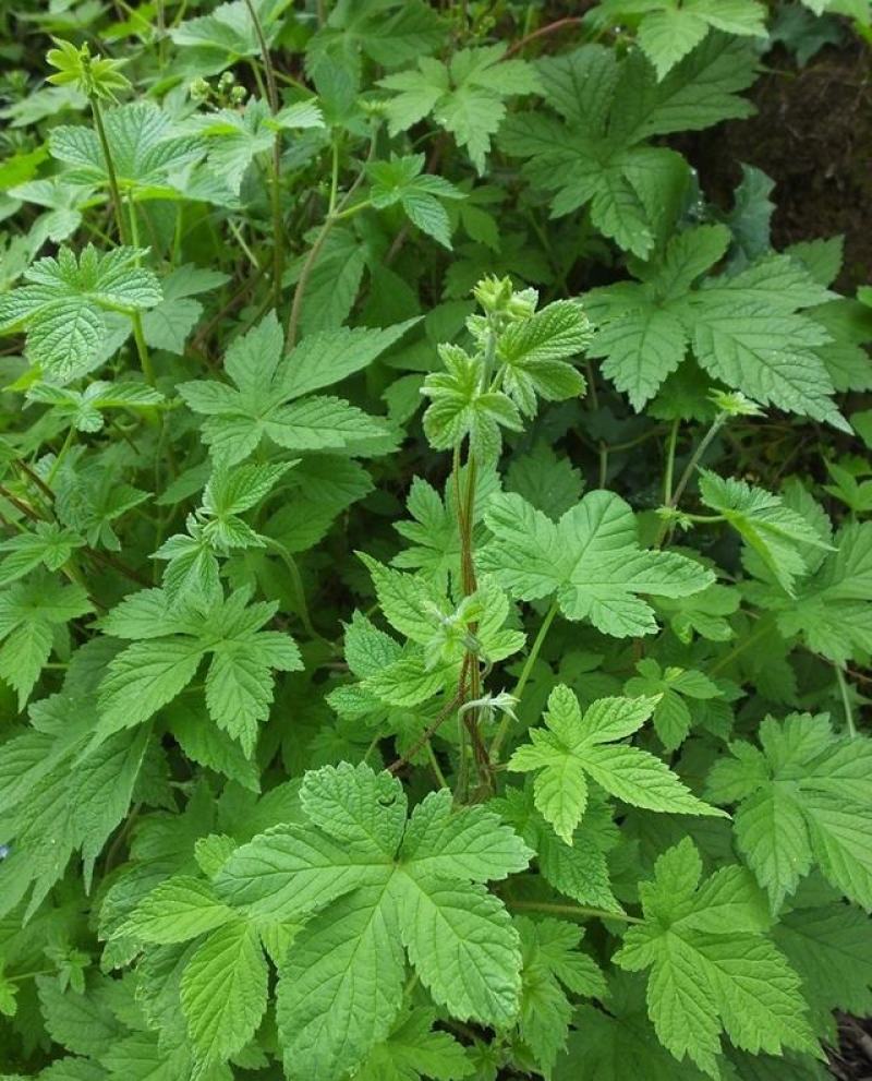 园艺种植葎草拉拉秧割人藤拉拉秧拉拉藤五爪龙葛葎蔓四季绿植