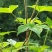 园艺种植葎草拉拉秧割人藤拉拉秧拉拉藤五爪龙葛葎蔓四季绿植