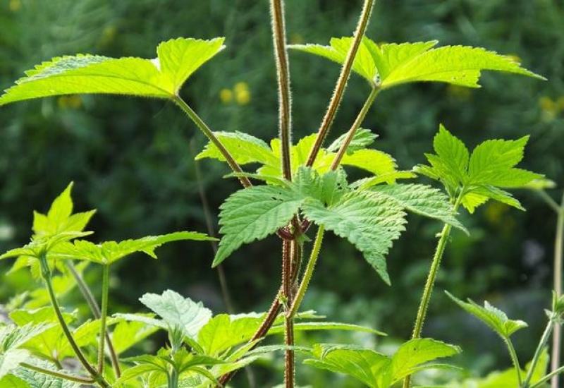 园艺种植葎草拉拉秧割人藤拉拉秧拉拉藤五爪龙葛葎蔓四季绿植