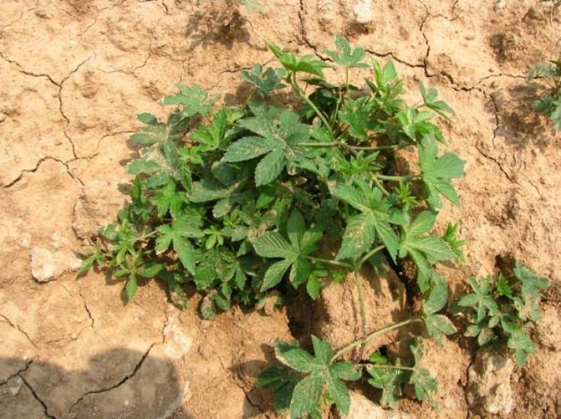 园艺种植葎草拉拉秧割人藤拉拉秧拉拉藤五爪龙葛葎蔓四季绿植