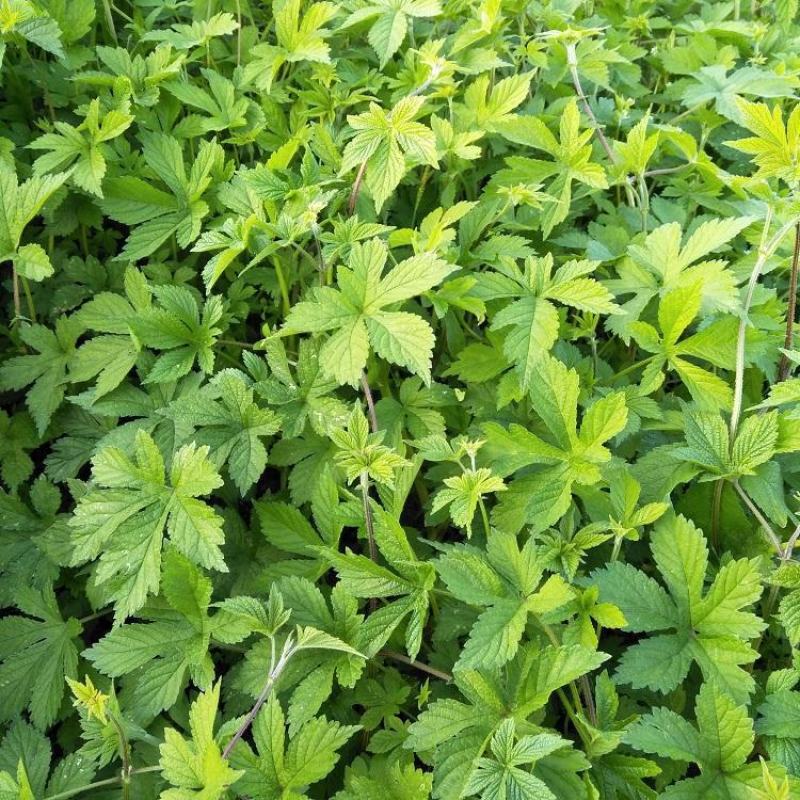 园艺种植葎草拉拉秧割人藤拉拉秧拉拉藤五爪龙葛葎蔓四季绿植
