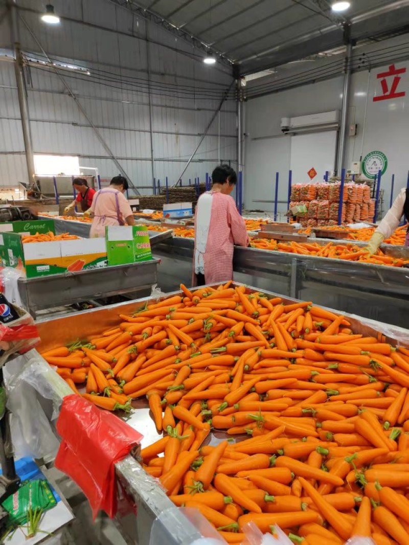 水洗胡萝卜精品中条大条小条，电商超市市场加工保证质量发货