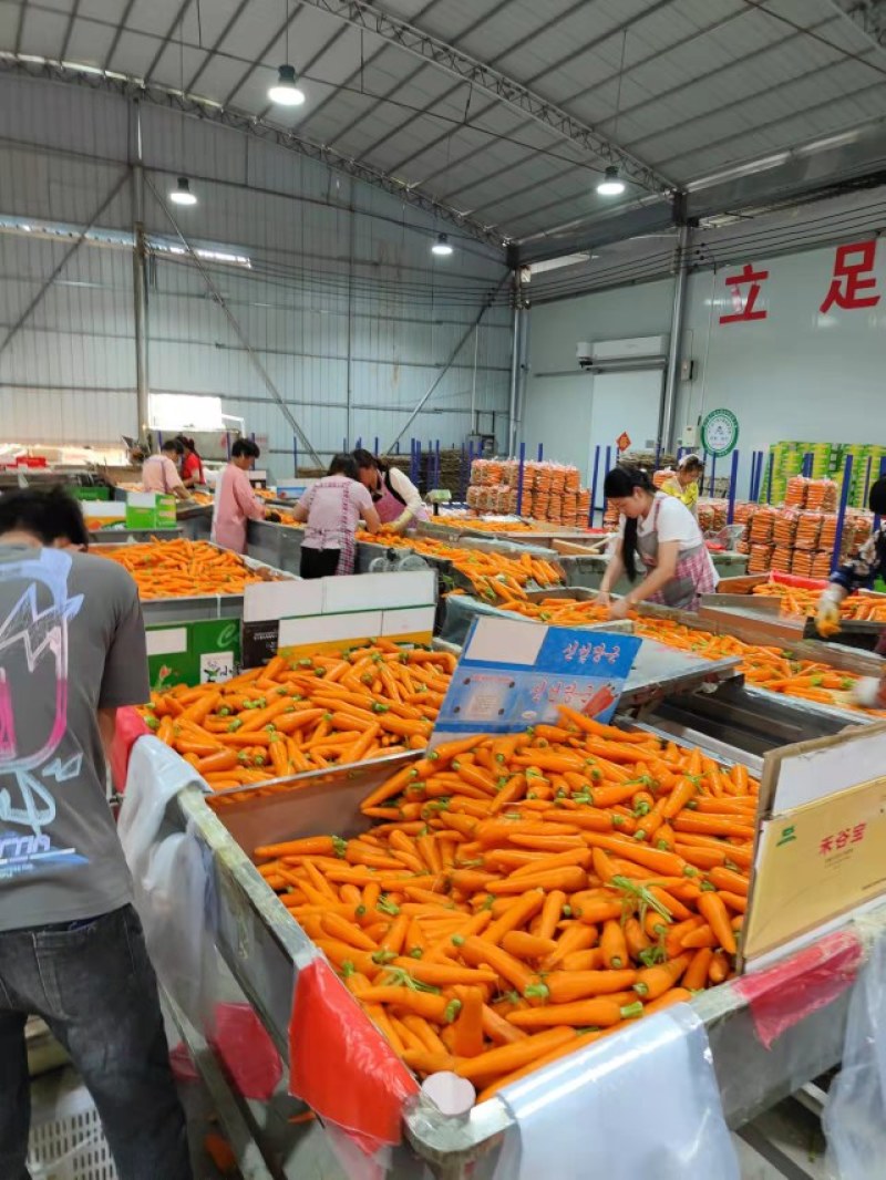 水洗胡萝卜精品中条大条小条，电商超市市场加工保证质量发货