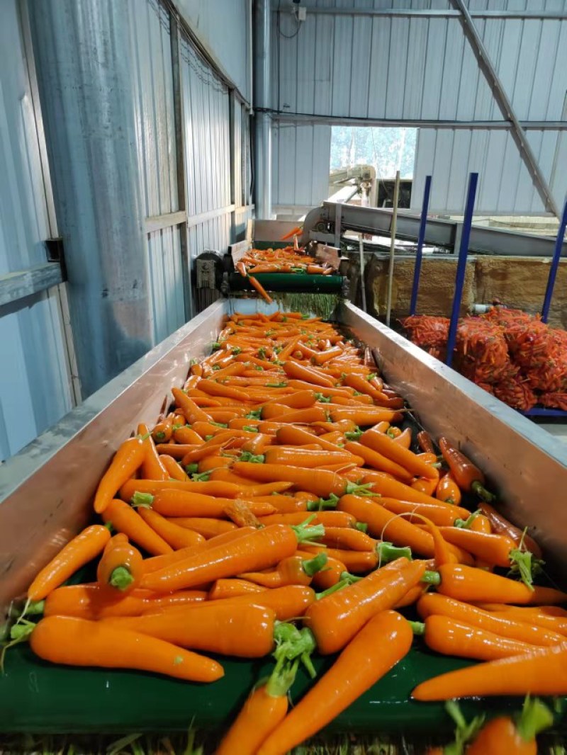 水洗胡萝卜精品中条大条小条，电商超市市场加工保证质量发货