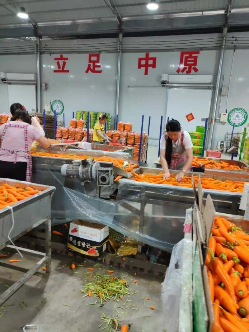水洗胡萝卜精品中条大条小条，电商超市市场加工保证质量发货