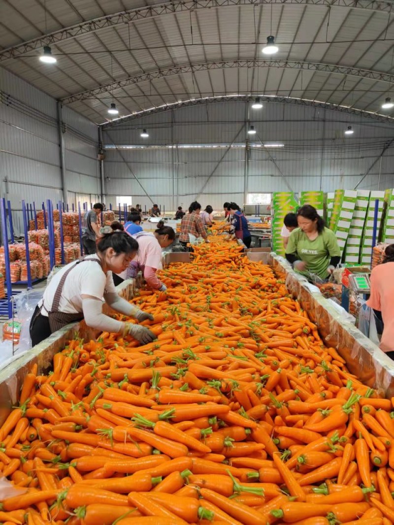 水洗胡萝卜精品中条大条小条，电商超市市场加工保证质量发货