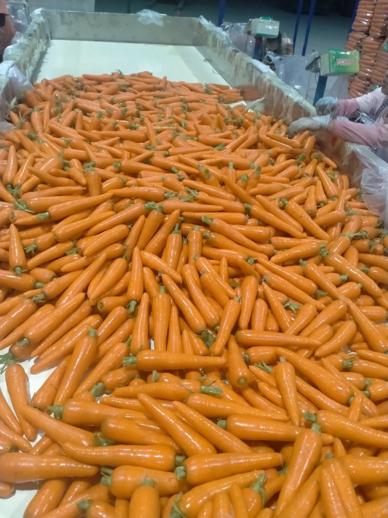 水洗胡萝卜精品中条大条小条，电商超市市场加工保证质量发货