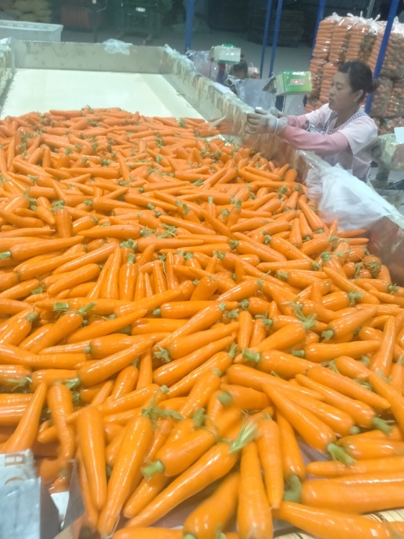 水洗胡萝卜精品中条大条小条，电商超市市场加工保证质量发货