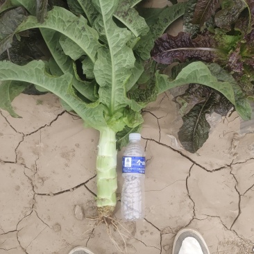 甘肃红叶莴笋大量上市中