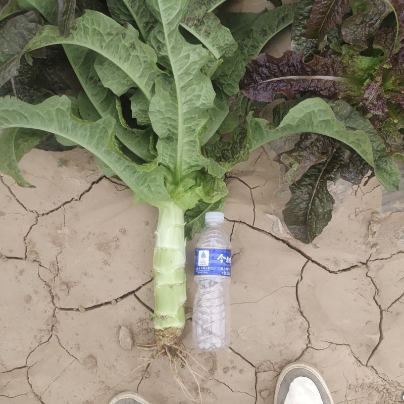 甘肃红叶莴笋大量上市中