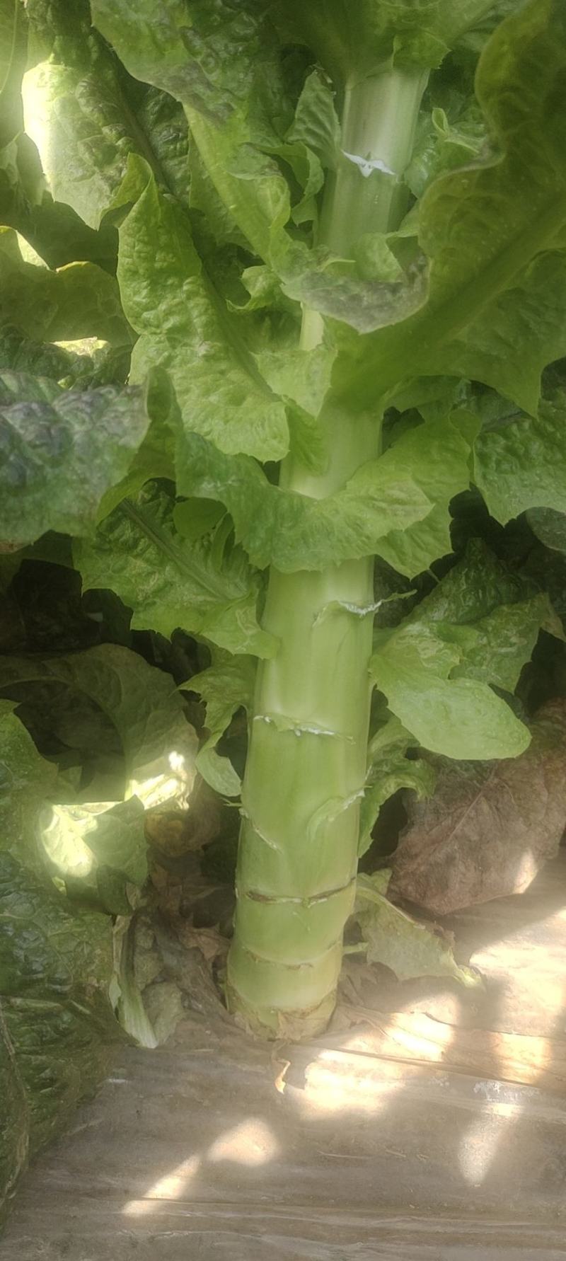 甘肃红叶莴笋大量上市中