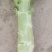 甘肃红叶莴笋大量上市中