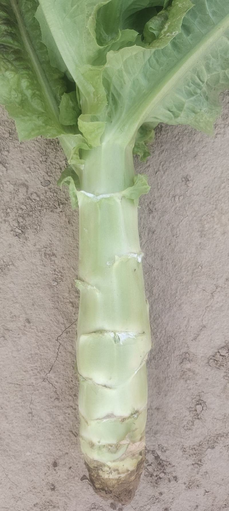 甘肃红叶莴笋大量上市中