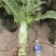 甘肃红叶莴笋大量上市中