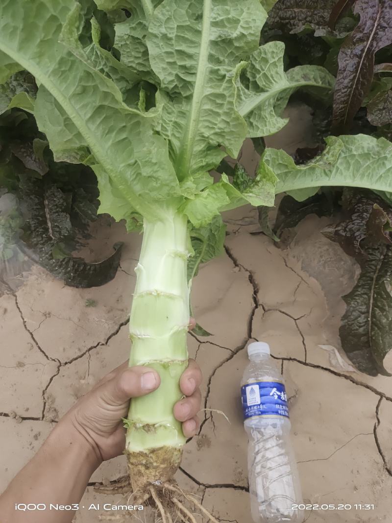 甘肃红叶莴笋大量上市中