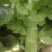 甘肃红叶莴笋大量上市中