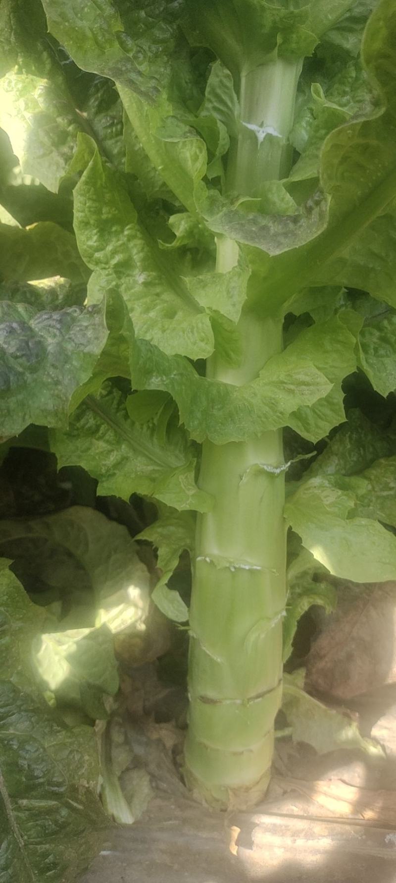 甘肃红叶莴笋大量上市中