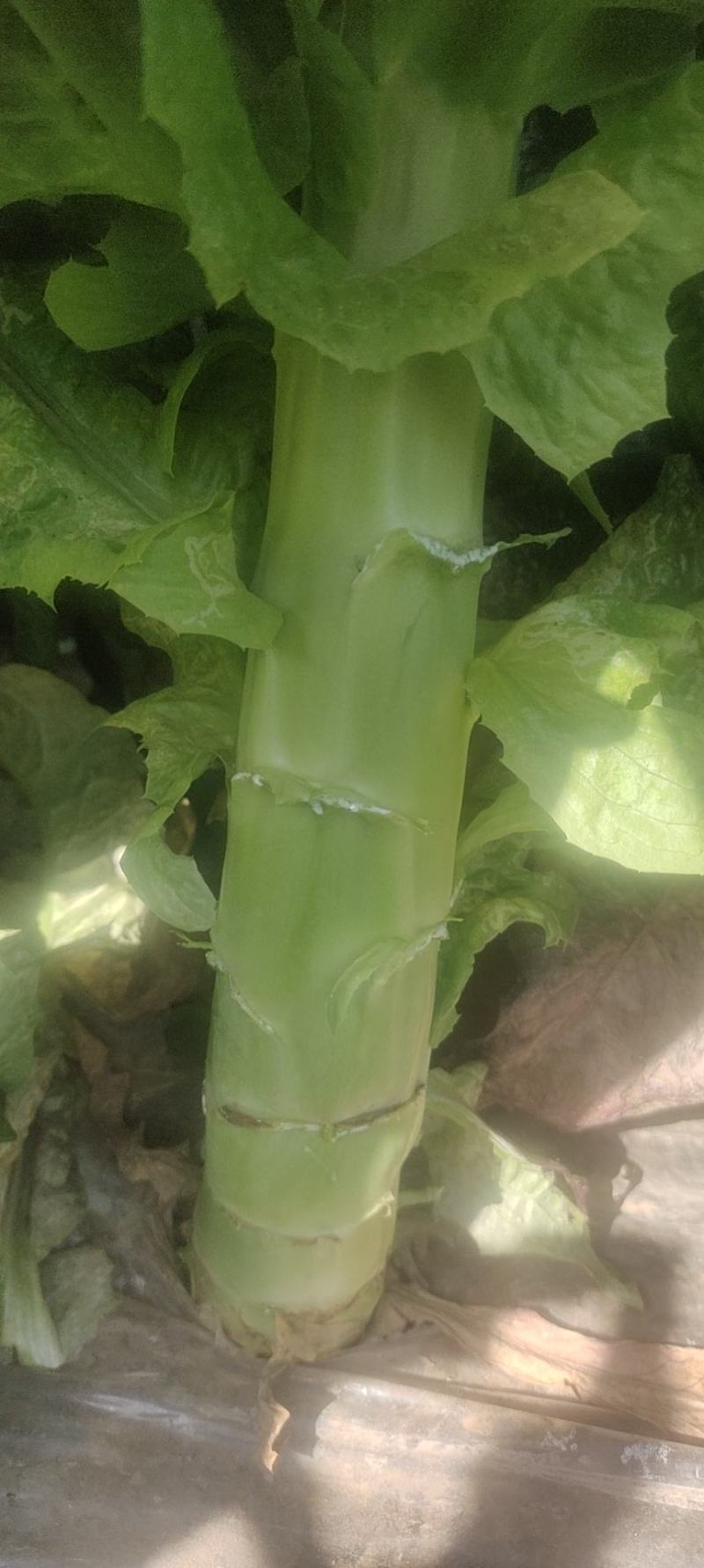 甘肃红叶莴笋大量上市中