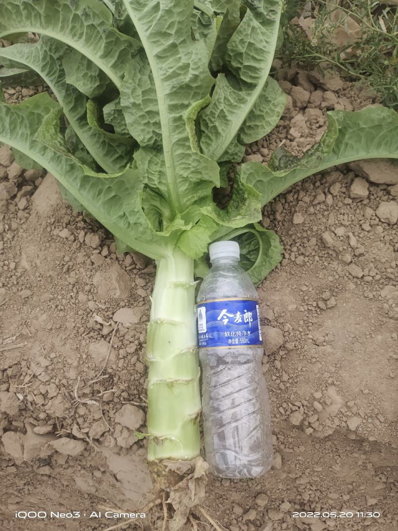 甘肃红叶莴笋大量上市中