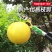 新款摘果剪摘果神器高枝剪高空剪伸缩高枝锯摘果器摘龙眼荔枝