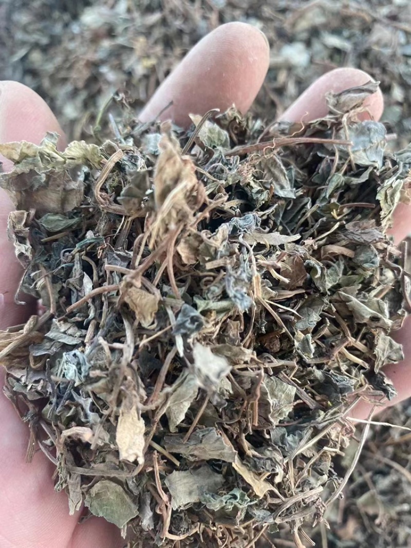 四川金钱草中药材小叶金钱草化石草小叶金钱草粉代客磨粉