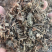 车前草中药材批发猪耳草车轮菜牛耳朵颗车前草粉代客磨粉