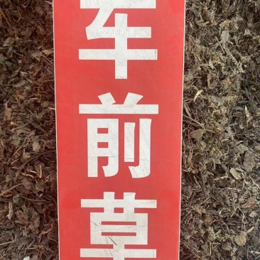 车前草中药材批发猪耳草车轮菜牛耳朵颗车前草粉代客磨粉