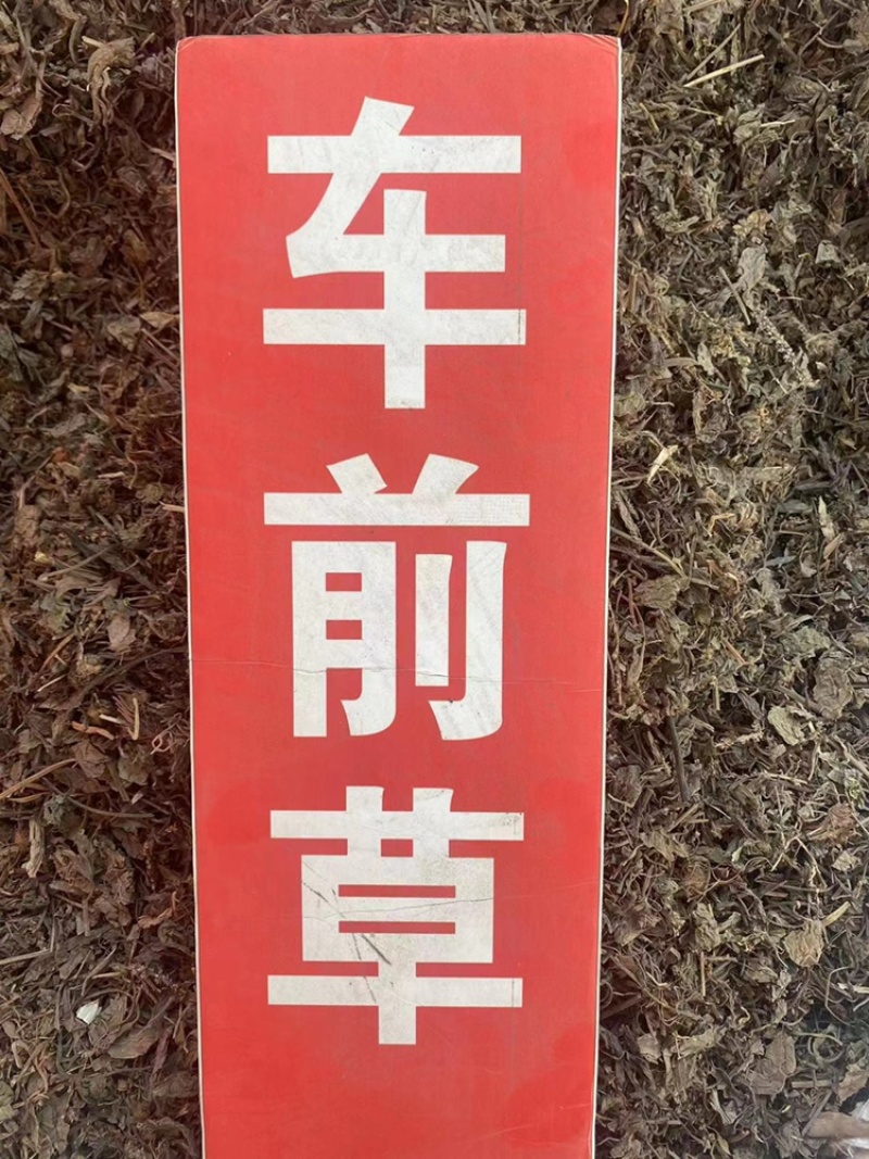 车前草中药材批发猪耳草车轮菜牛耳朵颗车前草粉代客磨粉
