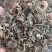 车前草中药材批发猪耳草车轮菜牛耳朵颗车前草粉代客磨粉