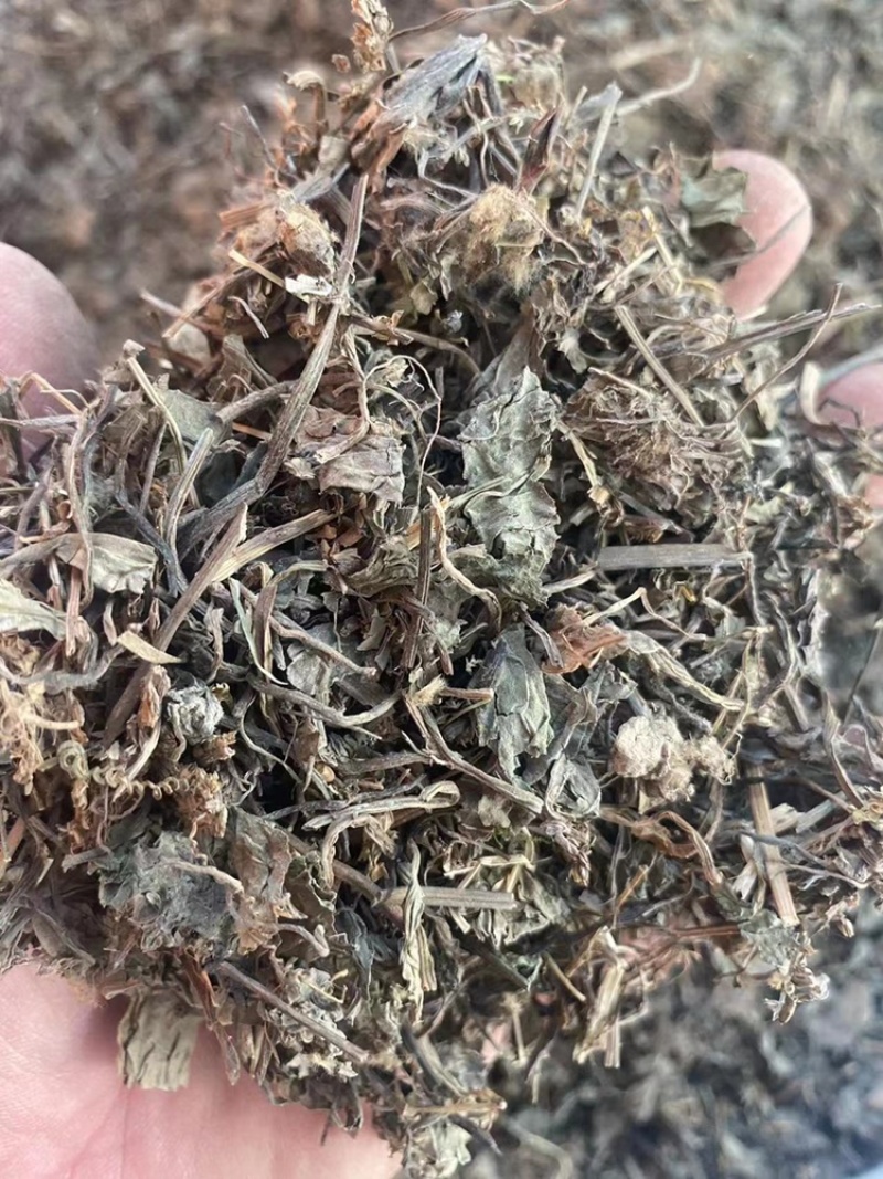车前草中药材批发猪耳草车轮菜牛耳朵颗车前草粉代客磨粉
