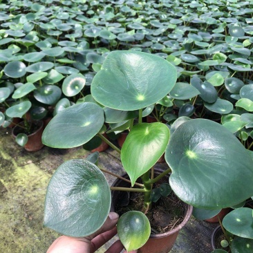 青叶碧玉盆栽荷叶碧玉植物圆叶椒草绿植盆栽室内植物