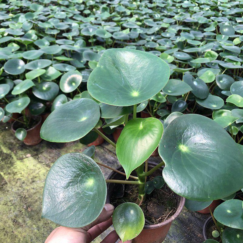 青叶碧玉盆栽荷叶碧玉植物圆叶椒草绿植盆栽室内植物
