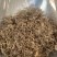 垂盆草野生中药材批发狗牙半支鼠牙半支垂盆草粉代客磨粉