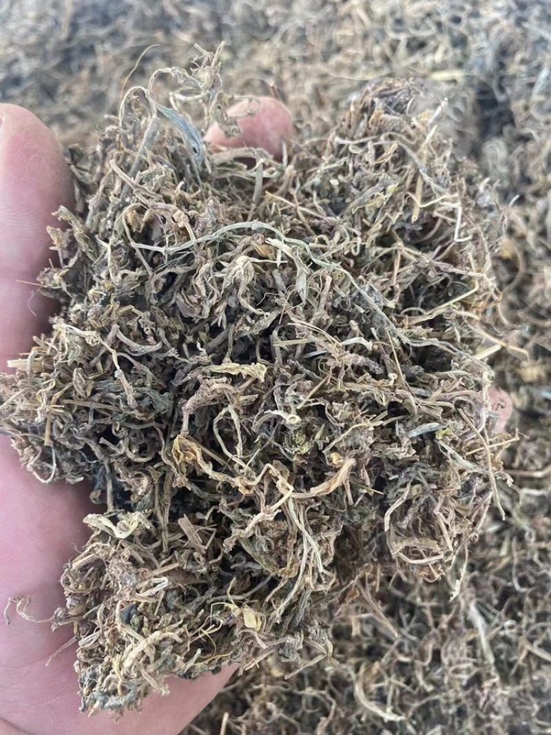 垂盆草野生中药材批发狗牙半支鼠牙半支垂盆草粉代客磨粉