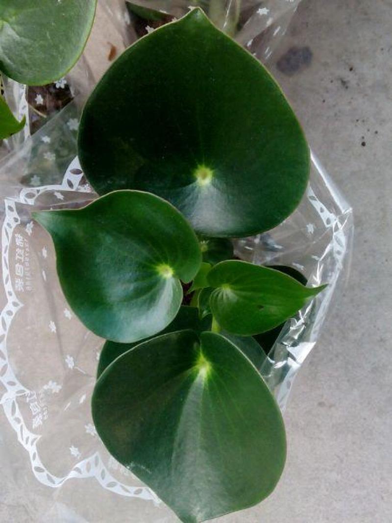 青叶碧玉盆栽荷叶碧玉植物圆叶椒草绿植盆栽室内植物