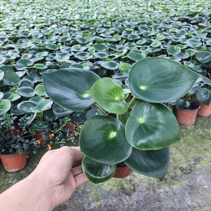 青叶碧玉盆栽荷叶碧玉植物圆叶椒草绿植盆栽室内植物