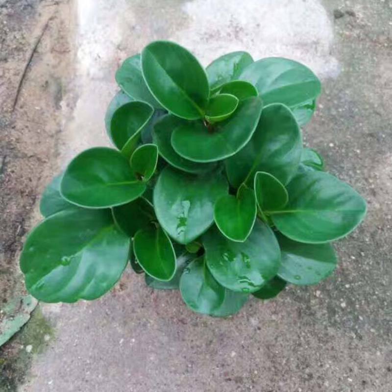 青叶碧玉盆栽荷叶碧玉植物圆叶椒草绿植盆栽室内植物