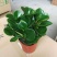 青叶碧玉盆栽荷叶碧玉植物圆叶椒草绿植盆栽室内植物