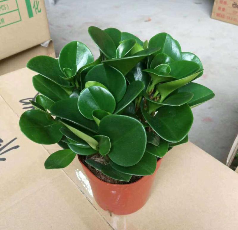 青叶碧玉盆栽荷叶碧玉植物圆叶椒草绿植盆栽室内植物