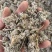 密蒙花野生中药材蒙花小锦花黄饭花当季新货无硫磺熏