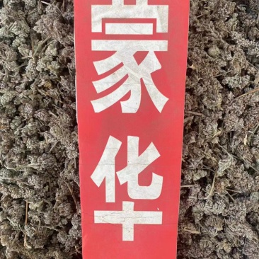 密蒙花野生中药材蒙花小锦花黄饭花当季新货无硫磺熏