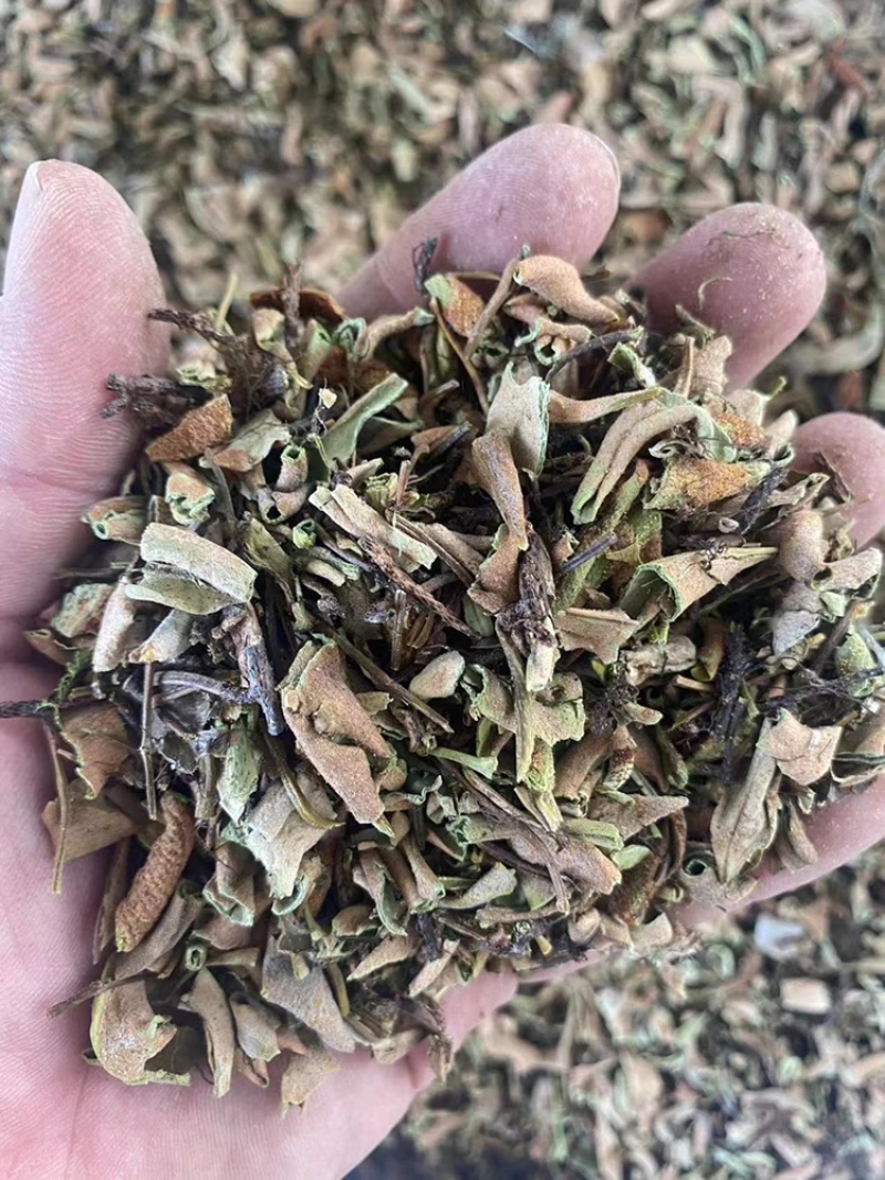石伟中药材批发小叶石苇石背柳当季新货石伟粉代客磨粉