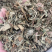 仙鹤草中药材批发龙牙草狼牙草脱力草仙鹤草粉代客磨粉