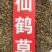 仙鹤草中药材批发龙牙草狼牙草脱力草仙鹤草粉代客磨粉