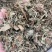 仙鹤草中药材批发龙牙草狼牙草脱力草仙鹤草粉代客磨粉