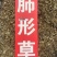 肺形草中药材批发血见愁双蝴蝶蝴蝶草肺形草粉代客磨粉